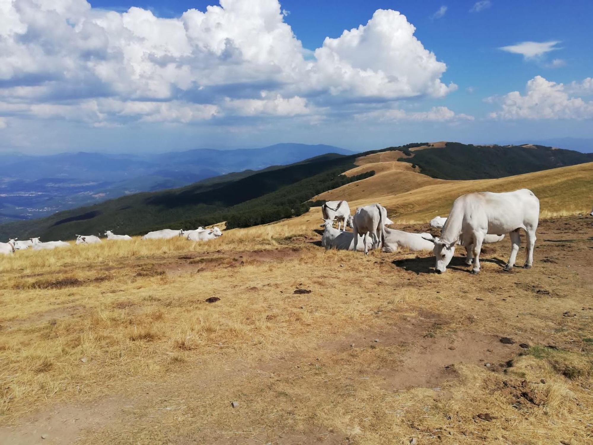 Il Rifugio Di Vale Villa Cetica Luaran gambar